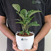 Calathea Freddie, with 5.5 inches white decor pot